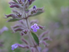 Hedeoma costata
