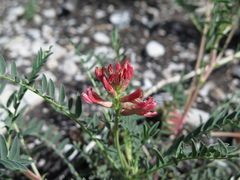 Astragalus sanguineus