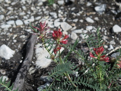Astragalus sanguineus
