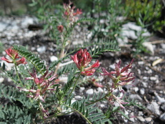 Astragalus sanguineus