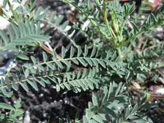 Astragalus sanguineus