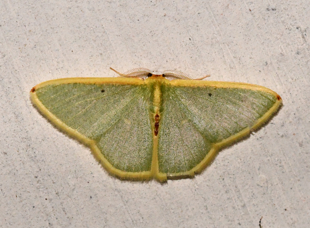 Oospila permagna