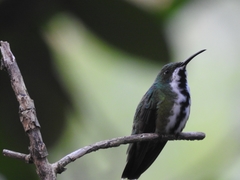 Anthracothorax nigricollis