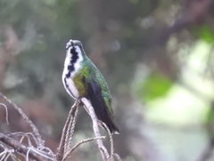 Anthracothorax nigricollis