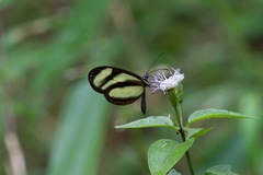 Pteronymia primula primula