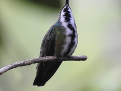 Anthracothorax nigricollis