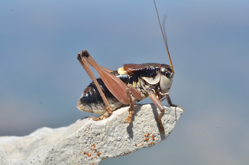 Ghiliani's Alpine Bush-cricket