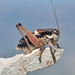 Ghiliani's Alpine Bush-Cricket - Photo (c) Gilles San Martin, some rights reserved (CC BY-SA), uploaded by Gilles San Martin