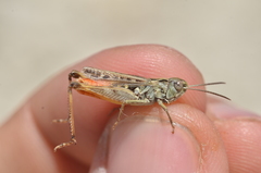 Omocestus haemorrhoidalis haemorrhoidalis