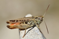 Omocestus haemorrhoidalis haemorrhoidalis