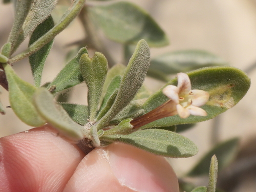 Arabian boxthorn (Lycium shawii)