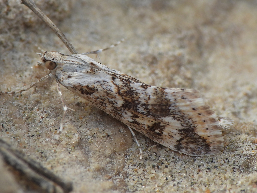 Cornifrons ulceratalis