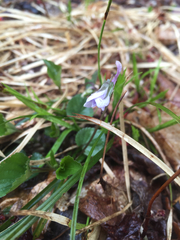 Viola rostrata