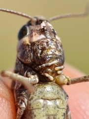 Omocestus haemorrhoidalis haemorrhoidalis