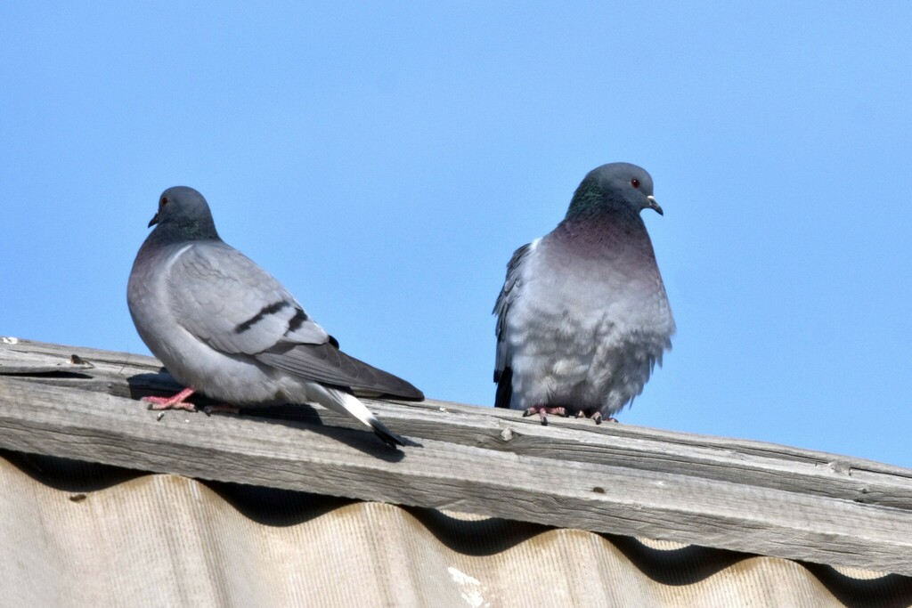 Hill Pigeon from Бельтир, Респ. Алтай, Россия, 649789 on March 9, 2024 ...