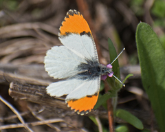 Anthocharis julia sulfuris