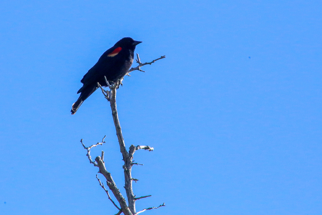 Red-winged Blackbird from Angeles National Forest, Lake Hughes, CA, US