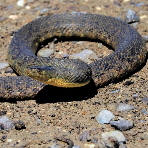 Mississippi Green Watersnake