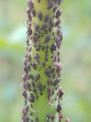 Neotoxoptera formosana