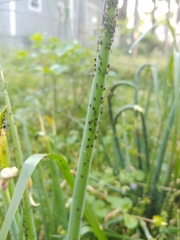Neotoxoptera formosana