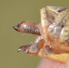 Omocestus haemorrhoidalis haemorrhoidalis