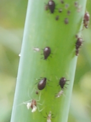 Neotoxoptera formosana