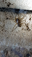 Segestria senoculata