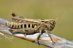 Omocestus haemorrhoidalis haemorrhoidalis
