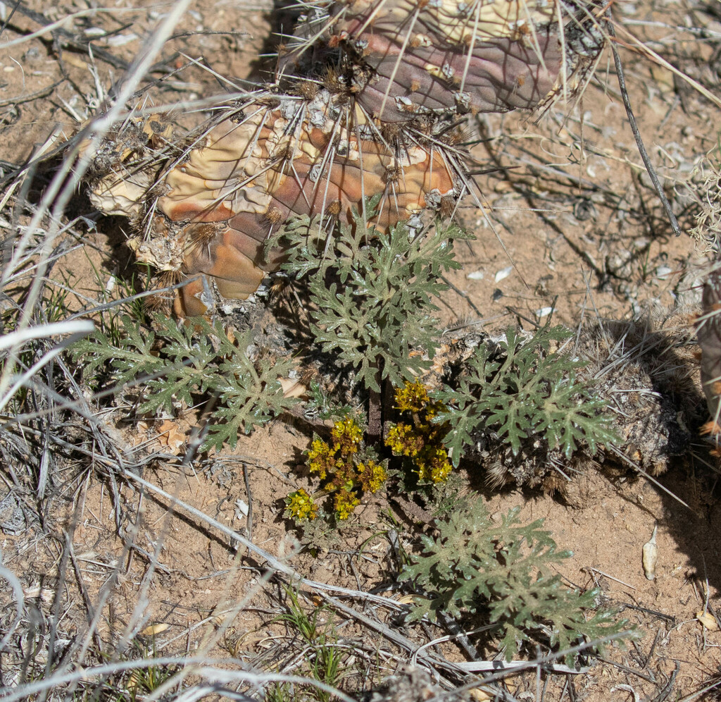 Springparsleys from Rivers Edge, Rio Rancho, NM, USA on March 7, 2024