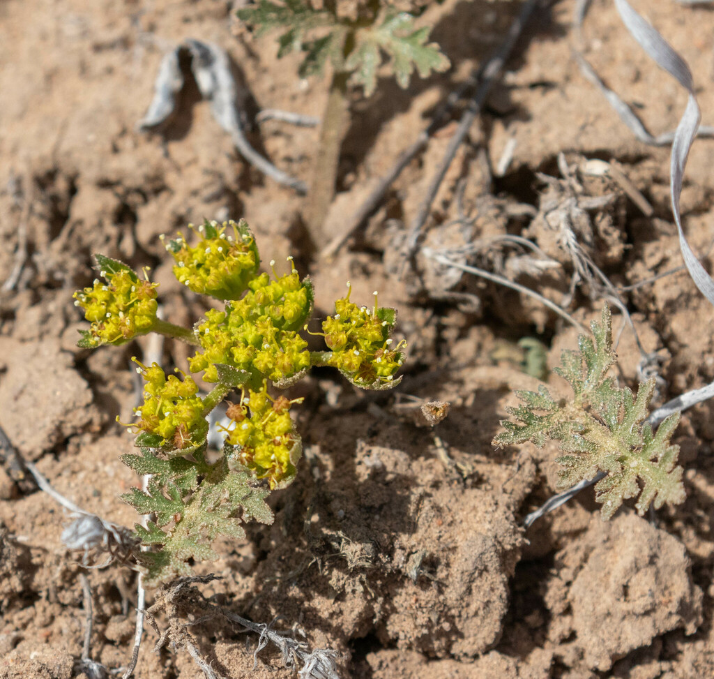 Springparsleys from Rivers Edge, Rio Rancho, NM, USA on March 7, 2024