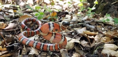 Lampropeltis zonata