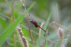 Erythrodiplax castanea