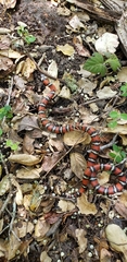Lampropeltis zonata