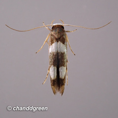 Stathmopoda paradiplaspis