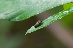 Zulia pubescens