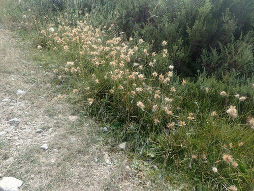 Carpha nivicola, 2024-03-12