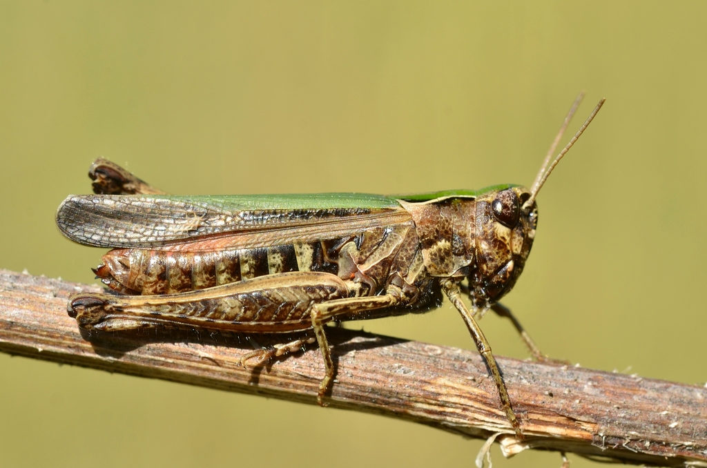 Woodland Grasshopper