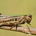 Woodland Grasshopper - Photo (c) Gilles San Martin, some rights reserved (CC BY-SA), uploaded by Gilles San Martin