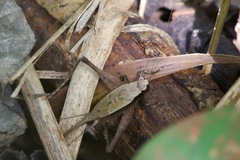 Eneoptera surinamensis