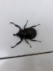 Xylotrupes gideon