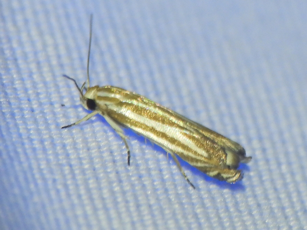 Polyhymno dumonti