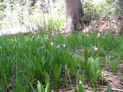 Primula jeffreyi