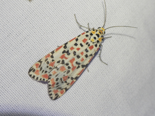 Crimson-speckled Flunkey photo 3