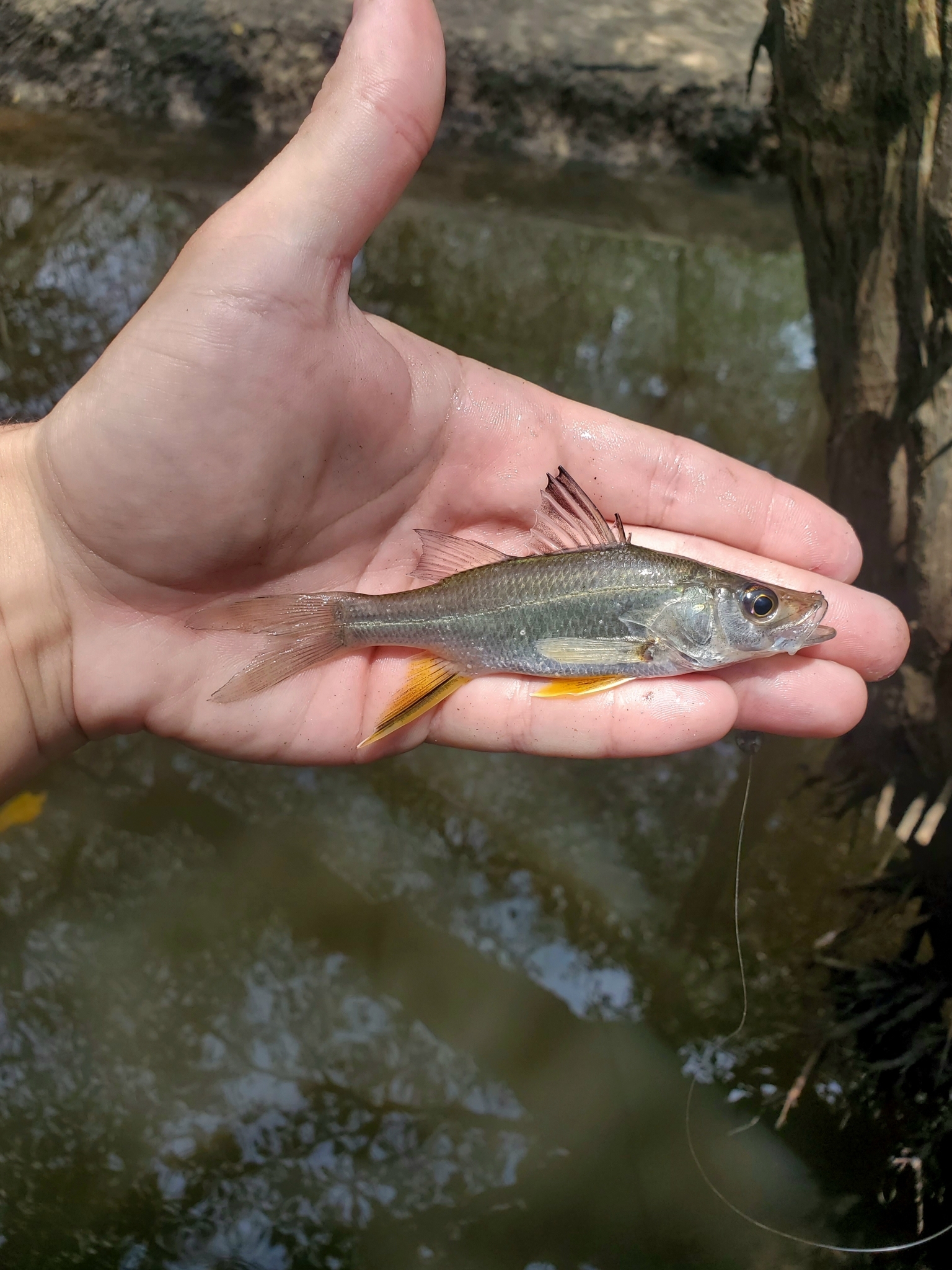 Yellowfin Snook photo 4