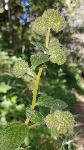 Shade Phacelia