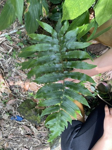 Dryopteris scottii iNat (1)