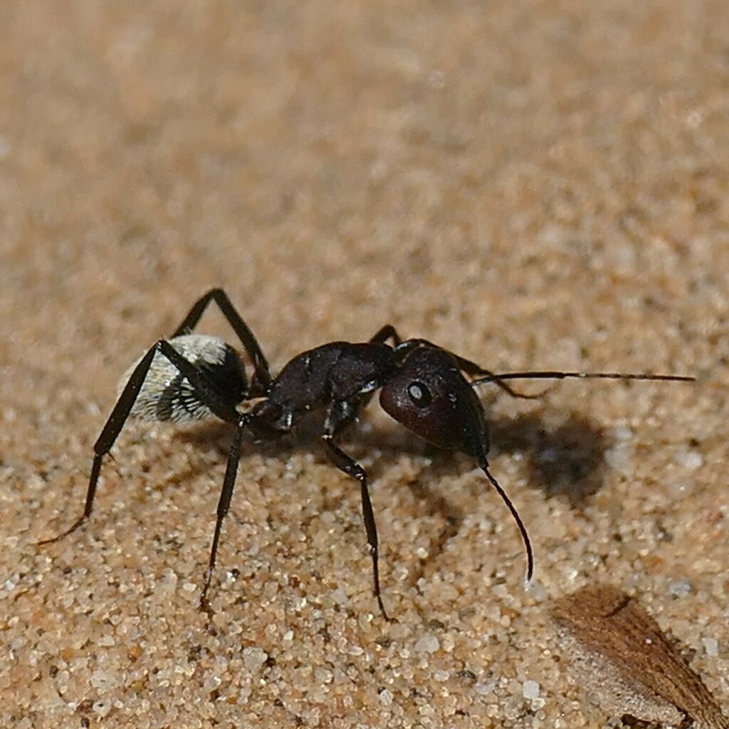 Karoo Balbyter Ant from Namib dunes near Swakopmund, Region Erongo ...