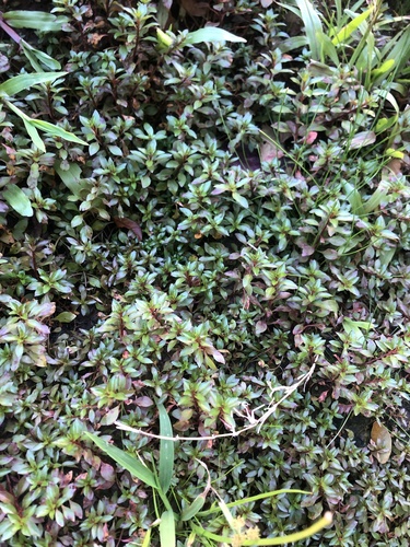 Ludwigia palustris observed 2024-03-15