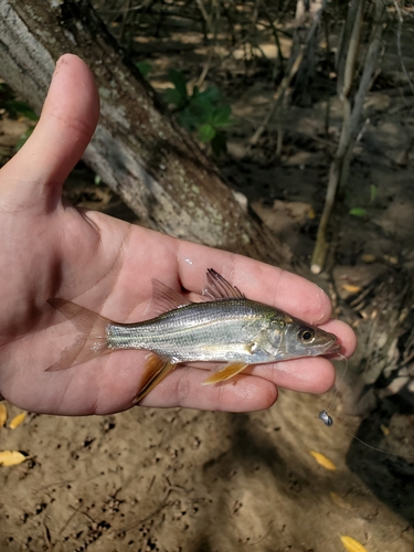 Humpback snook (Centropomus unionensis) — Centropomidae — 4