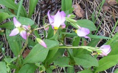Primula jeffreyi